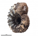 Amoeboceras cf. schulginae ? #1034