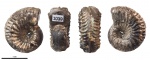 Amoeboceras sp. #1039