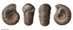 Stephanoceras (Cadomites) sp. #1046