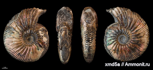 Craspedodiscus