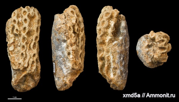 hexactinellida