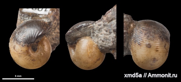 Sphaeroceras