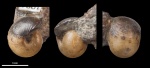 Sphaeroceras sp. #1084