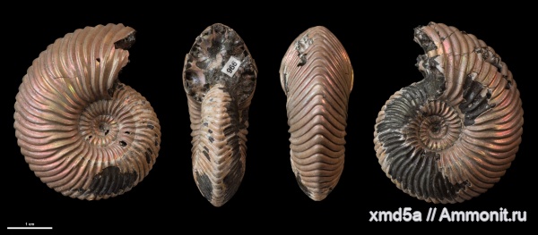 Vertumniceras