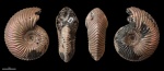Vertumniceras sp. ? #966