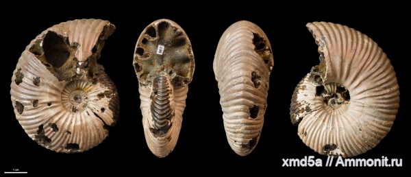 Quenstedtoceras, Quenstedtoceras henrici