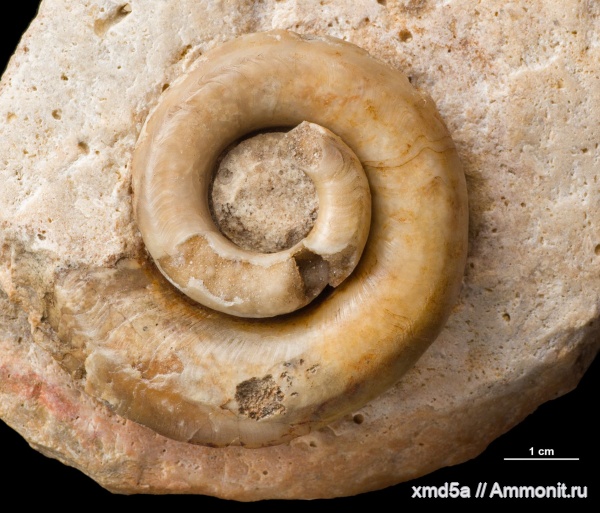 Euomphalus