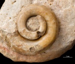 Euomphalus из морены #1210