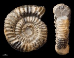 Sarmatisphinctes fallax #1251