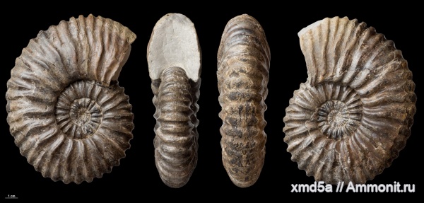 Acanthohoplites