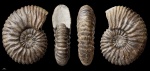 Acanthohoplites sp. #1293