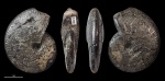 Neochetoceras #1290