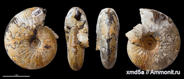 Temnoptychites