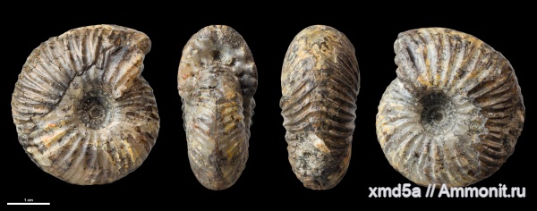 Temnoptychites