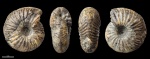 Temnoptychites hoplitoides ? #1111