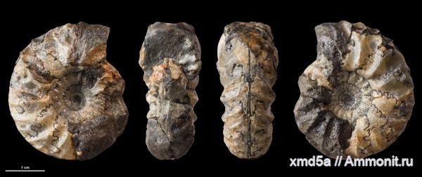 Temnoptychites