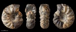 Temnoptychites diptycha ? #1112