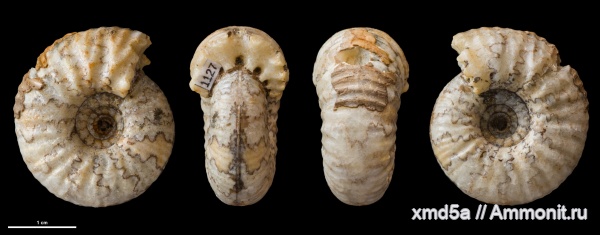 Temnoptychites