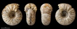 Temnoptychites ? #1127