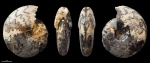 Menjaites imperceptus #1126