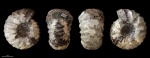Temnoptychites ? #1115