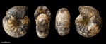 Temnoptychites ? #1117