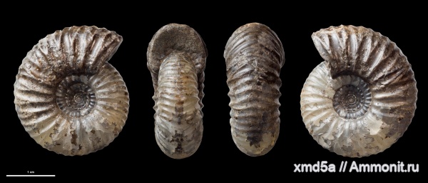 Temnoptychites