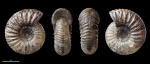 Temnoptychites ? #1118