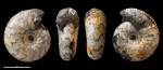 Temnoptychites ? #1301
