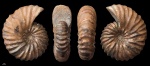 Arcthoplites bogoslowskyi #1363