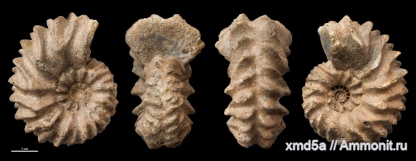 Hoplites, Hoplitidae, hoplites rudis