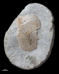 Пластина Plourdosteus livonicus #1495