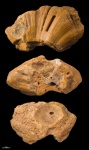 Chaetetes sp. #1516