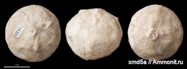Hemicosmites