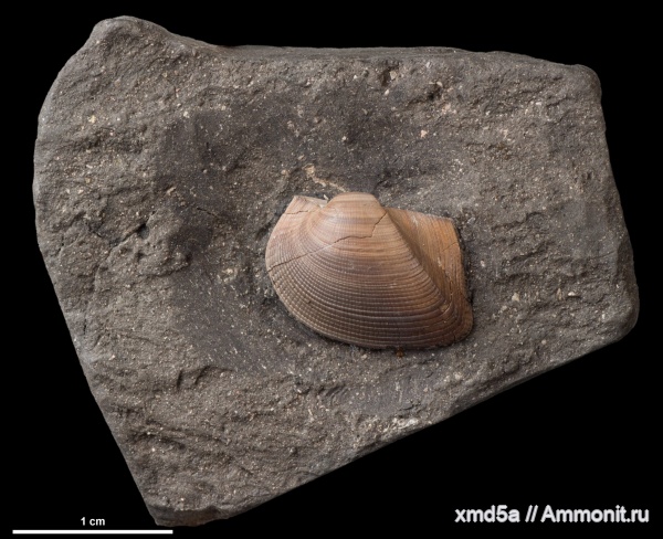 прижизненная окраска, Grammatodon, Grammatodon pictum