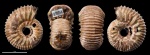 Rasenia sp. ? #1594