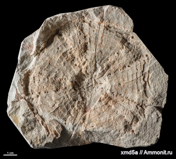 Proterocidaridae