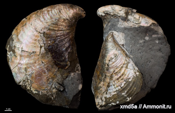Inoceramus