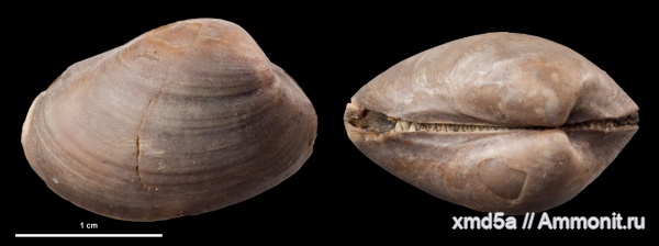 Nuculoma