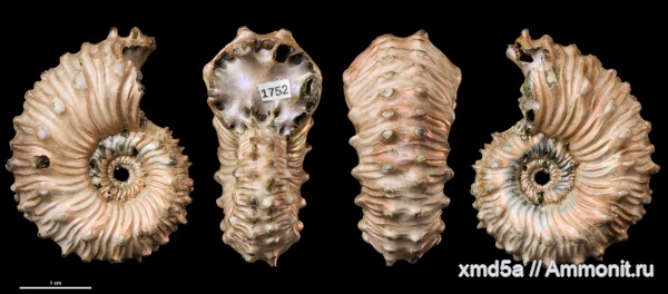 Kosmoceras