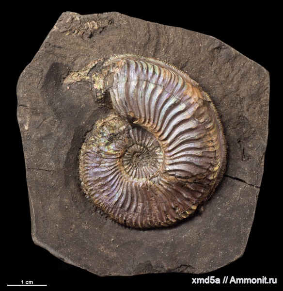 Plasmatites