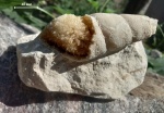 Seguania sp.