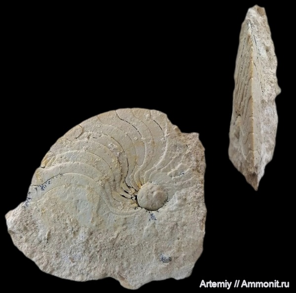 подольский горизонт, Pseudostenopoceras