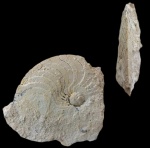 Pseudostenopoceras!