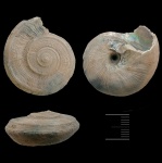 Obornella безвидикус теперь discus)