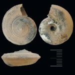 Obornella ребритикус)
