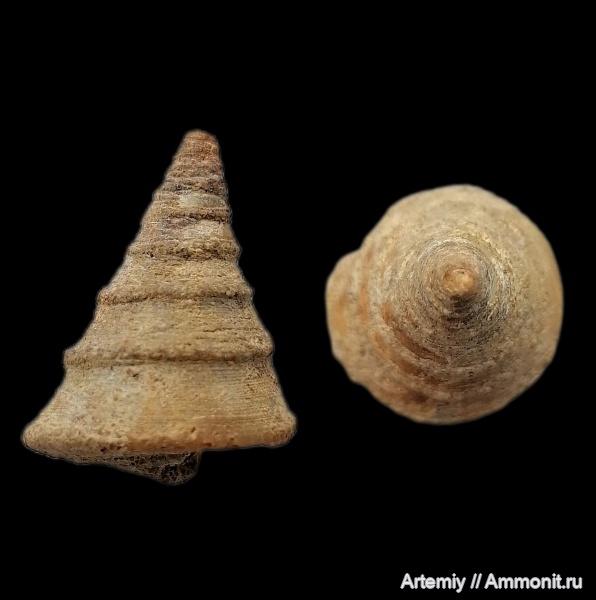 гастроподы, юра, Bathrotomaria, келловей, брюхоногие моллюски, Pyrgotrochus conoideus, Pyrgotrochus