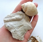 Orthonema sp. и Strobeus sp.