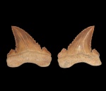 Palaeocarcharodon orientalis