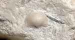 Neochonetes sp.